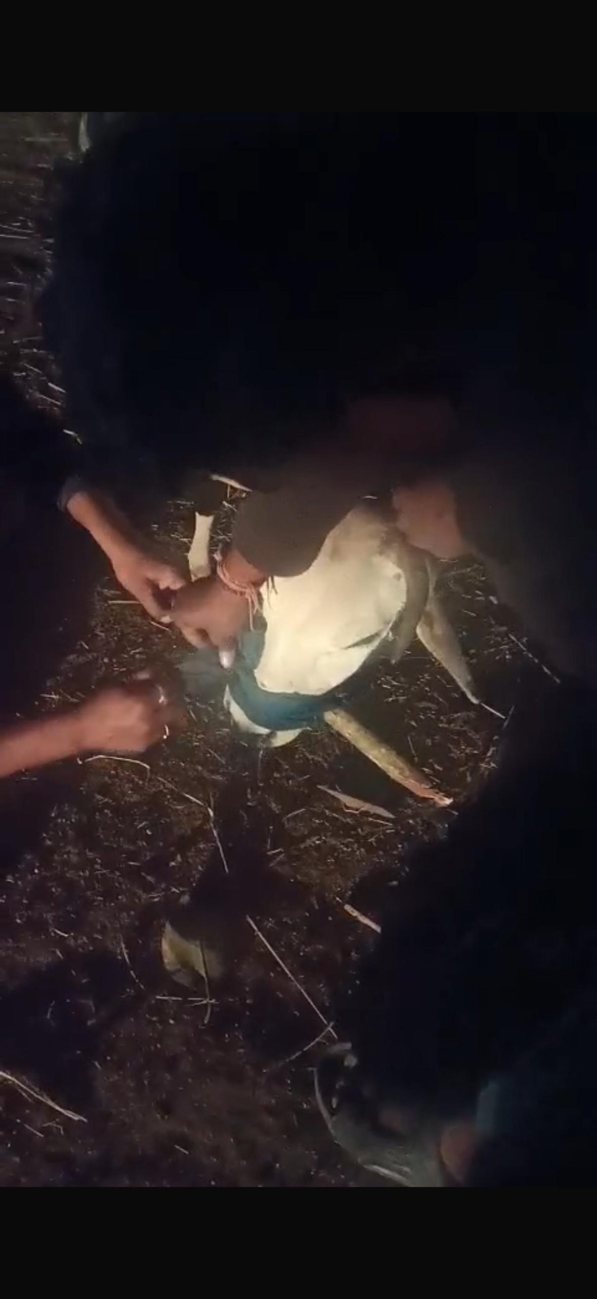 गौरेला-पेण्ड्रा-मरवाही में हैवानियत की हदें पार: बछड़ों वाली गायों के मुंह में लकड़ी बांधकर की गई क्रूरता, वीडियो_